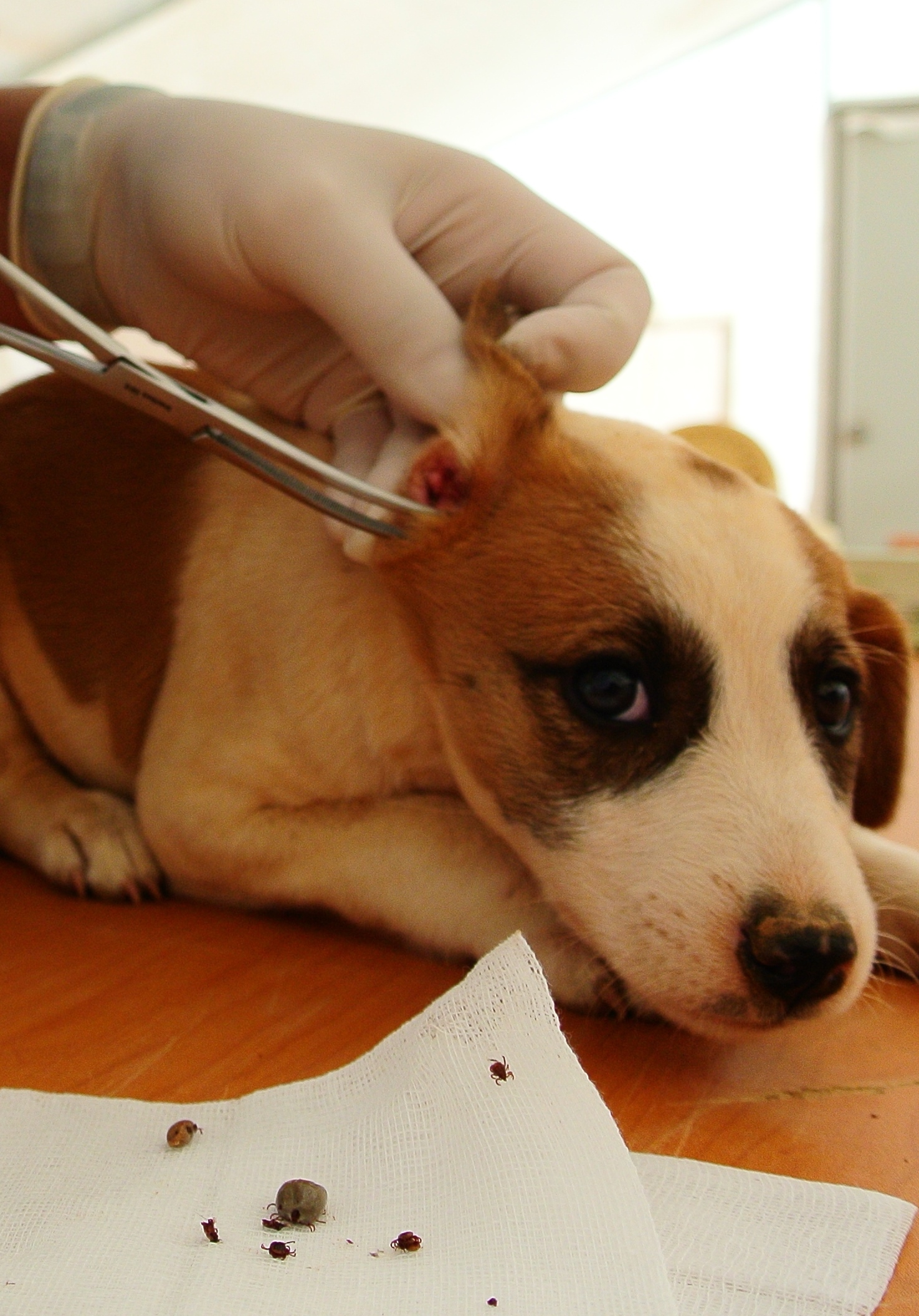 Vorsicht Haustierbesitzer Zecken Erwachen Aus Winterstarre