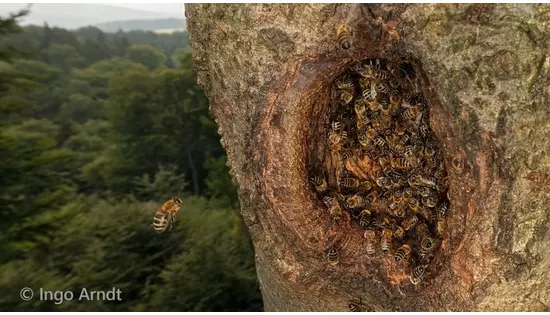 Wildlebende Honigbienen in der EU neu als «stark gefährdet» eingestuft