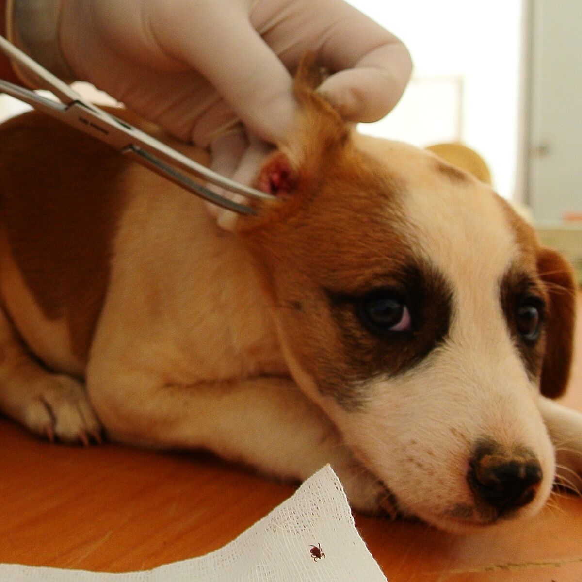 Vorsicht Haustierbesitzer Zecken Erwachen Aus Winterstarre