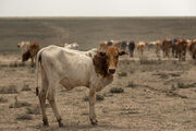 Gravierende Hungerkrise in Subsahara-Afrika – CBM leistet Nothilfe