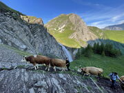 Engstligenalp: Spektakulärer Alpaufzug zum Sommerstart