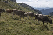 Mit einem weinenden und einem lachenden Auge: Bloggende Käser nehmen Abschied von der Alp