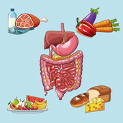 Ergebnisse nicht haltbar: Forscher überprüfen Studien zur Wirkung von Süßstoffen auf Darmmikrobiota