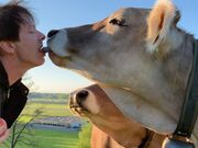 Castl KuhKussChallenge: "Wir glauben an das Gute in der Kuh"