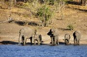 Der Handel mit lebenden Elefantenkälbern muss eingeschränkt werden