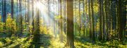 Innovativ anlegen in die Wald- und Holzwirtschaft