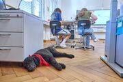 FSZ: Ein Schulhund als Lernbegleiter