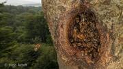 Wildlebende Honigbienen in der EU neu als «stark gefährdet» eingestuft
