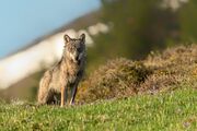 Der Wolf kommt im Mittelland an