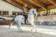 Exclusive Premiere am Mercedes-CSI Zürich: Vertikal-1: Reiten in Wahrheit - Ein Buch keines wie dieses! – wie ist das möglich?