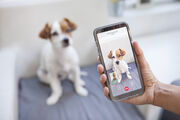 Neues Angebot für Video- und Telefonsprechstunde für Tierhalter