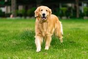 Innovation bei der Schmerztherapie für Hunde