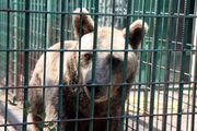 Rettung von zwei illegal gehaltenen Braunbären in Kroatien