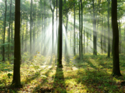 White Paper zu neuem Investmenttrend: Holzaktien