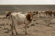 Gravierende Hungerkrise in Subsahara-Afrika – CBM leistet Nothilfe
