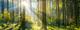 Innovativ anlegen in die Wald- und Holzwirtschaft