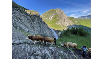 Engstligenalp: Spektakulärer Alpaufzug zum Sommerstart