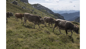 Mit einem weinenden und einem lachenden Auge: Bloggende Käser nehmen Abschied von der Alp