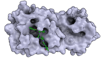 Strukturen von Proteinen des Coronavirus mit Schweizer Technologie gelöst