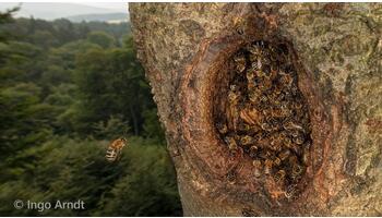 Wildlebende Honigbienen in der EU neu als «stark gefährdet» eingestuft