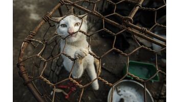 VIER PFOTEN schliesst erstmals Katzen-Schlachthaus und -Restaurant in Vietnam