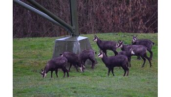 Ein wildes Jahr steht im Naturmuseum St.Gallen bevor