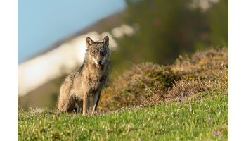 Der Wolf kommt im Mittelland an