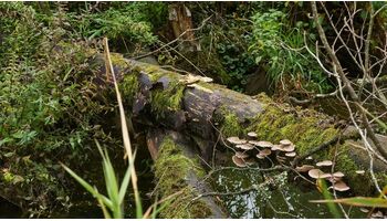 Anzahl und Dimension heutiger Wildnisgebiete sind ein Armutszeugnis