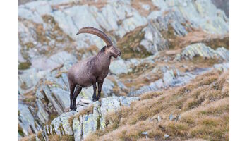 Geschichten von Überlebenskünstlerinnen aus den Alpen