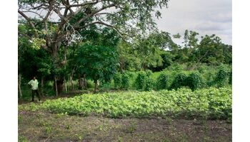 Dem Kokain-Fluch entrinnen: Wie SWISSAID den Bauern in Kolumbien legale Einkommensalternativen aufzeigt