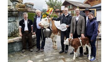 Gründung Verein «Original Simmentaler» – Förderung von Schweizer Zweinutzungskuh-Rasse