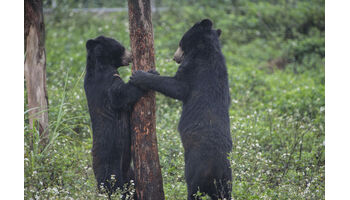 VIER PFOTEN eröffnet neues Bärenschutzzentrum in Vietnam