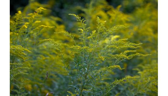 Schutz vor invasiven Arten stärken: Prävention und Umsetzung entscheidend
