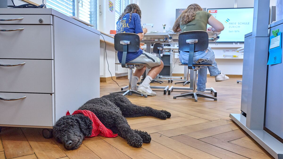 FSZ-Ein-Schulhund-als-Lernbegleiter