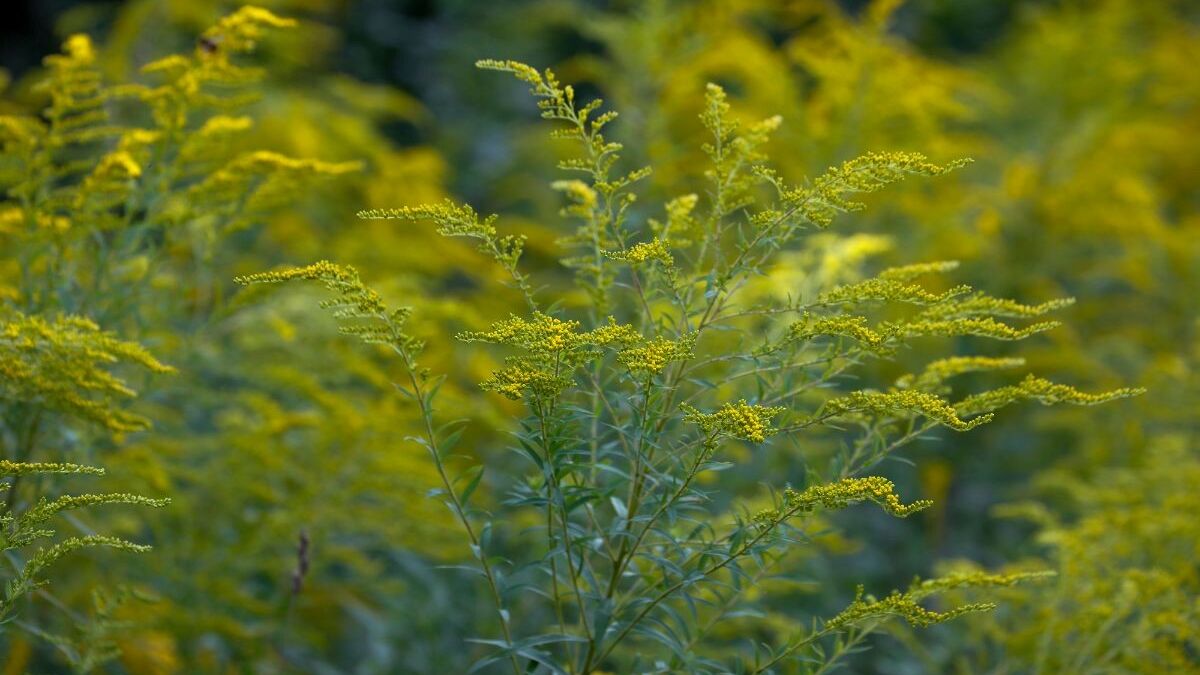 Schutz-vor-invasiven-Arten-st-rken-Pr-vention-und-Umsetzung-entscheidend