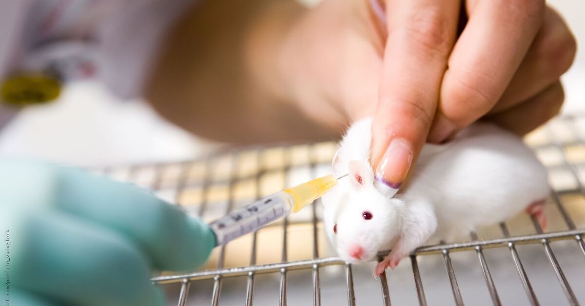 Veterinäramt bewilligt unnötige Tierversuche  Presseportalschweiz.ch